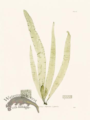 Bradbury Seaweed 150